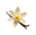 Vanilla
